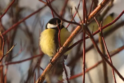 Сегодня – День синички. Учимся заботиться о птицах зимой | 12.11.2021 |  Тобольск - БезФормата