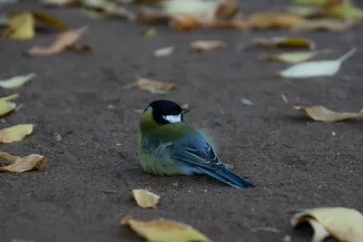 Птицы синички кушают семички в …» — создано в Шедевруме