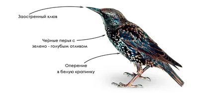 Псковичка сумела сделать фотографии скворца с близкого расстояния