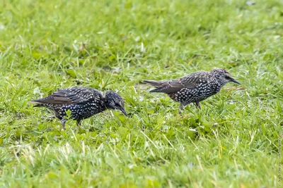 Скворец обыкновенный (Sturnus vulgaris)