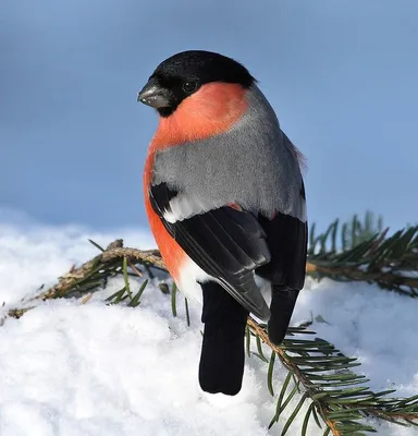 Снегирь. | Birds, Beautiful birds, Wild birds