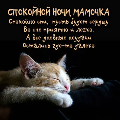 Открытка с именем Мамочка Спокойной ночи котик в кружке с цветами. Открытки  на каждый день с именами и пожеланиями.