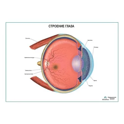 Строение глаза (анатомия человека), плакат глянцевый холст от 200 г/кв.м,  размер A1+ - купить с доставкой по выгодным ценам в интернет-магазине OZON  (974368112)