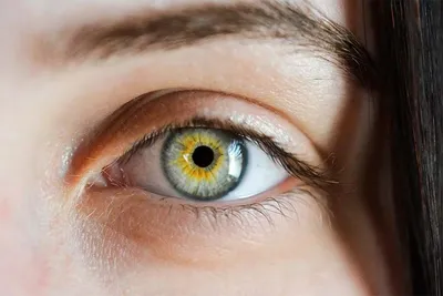 Как устроена роговица человеческого глаза, какие отделы в ней выделяют и за  что они отвечают