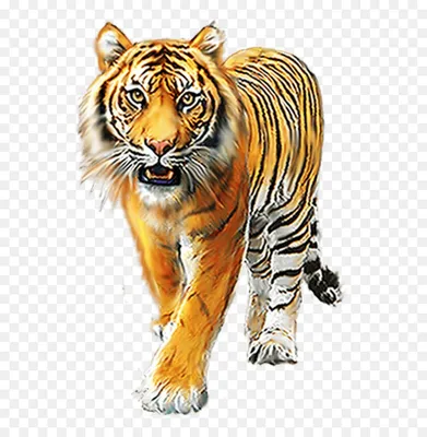 изображение тигра с полной длиной на белом фоне. Иллюстрация штока -  иллюстрации насчитывающей сильно, ноги: 272861837