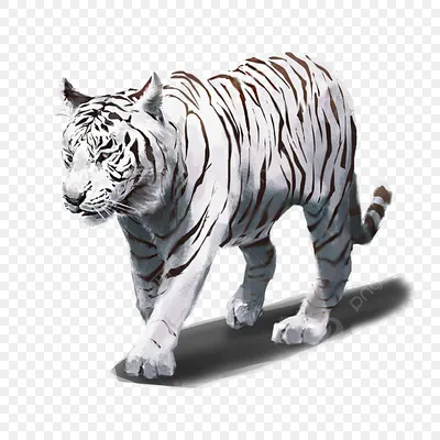 Тигр Стоит Белом Фоне стоковое фото ©lifeonwhite 388194990