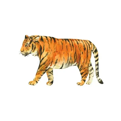 826 807 рез. по запросу «Тигр» — изображения, стоковые фотографии,  трехмерные объекты и векторная графика | Shutterstock