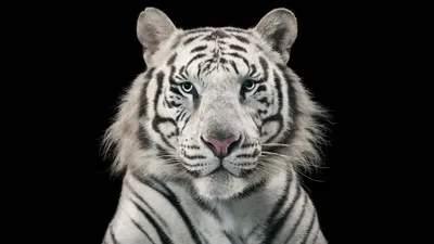 Тигр на белом фоне, в полный рост…» — создано в Шедевруме