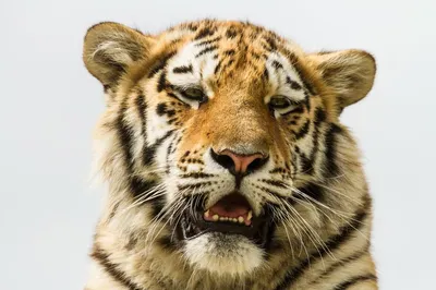 Иллюстрация акварельных тигров на белом фоне, векторная иллюстрация в 2024  г | Векторная иллюстрация, Иллюстрации, Тигр