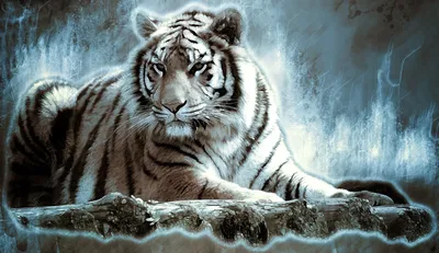 Скачать обои тигр, черный фон, белый тигр, бенгальский, голубоглазый  разрешение 2560x1440 #158962