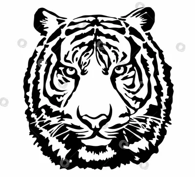 Картинка тигры на прозрачном фоне в png