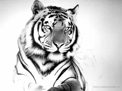 Белый тигр на белом фоне во весь…» — создано в Шедевруме