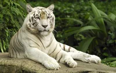 Фото Тигры Большие кошки животное белым фоном 3840x2400