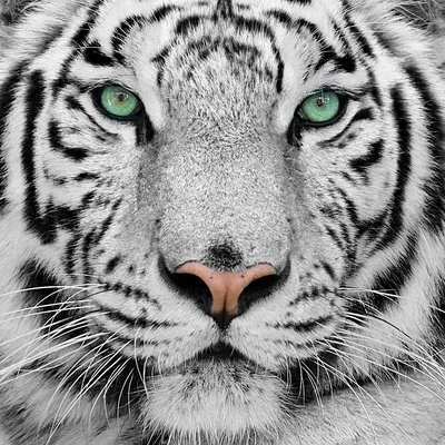 Мультяшный рисованный тигр - 62 фото