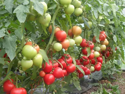 Ультраранние томаты для посева в марте!