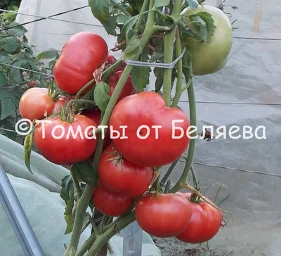 Томат \"1000 и 2 помидорки\"– купить в интернет-магазине, цена, заказ online