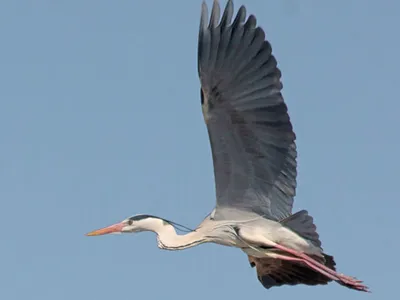 Снежная цапля - eBird