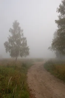 Картинка туман фотографии
