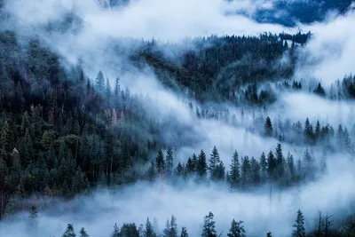 Разница между туманом и смогом | Прана Эйр
