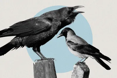 Вопрос на засыпку - ворон и ворона это одна птица или разные? | Комета  Земля | Дзен