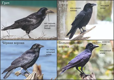 Вороны. Больше пользы или вреда? ::Выксунский рабочий