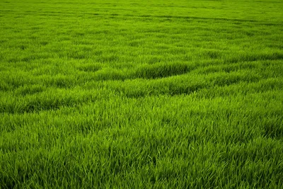 Трава, grass, texture, текстурыы и фоны травы, зеленая трава