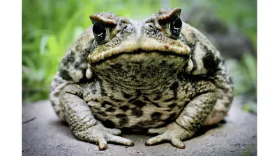 Австралийская жаба-гигант: была ли научная сенсация – Наука