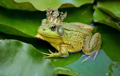 Ядовитые жабы захватили курорт во Флориде - 26.03.2019, Sputnik Беларусь