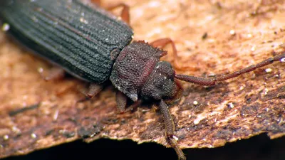 Черный жук исследуя в траве Деталь жука взбираясь вверх трава на луге  Стоковое Фото - изображение насчитывающей инсектология, гимна: 142794834