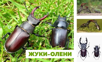Самого крупного жука Европы обнаружили возле мэрии в Воронеже