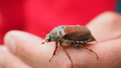 Ученые нашли новый вид жука-радужницы в балтийском янтаре