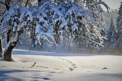 Картинка Зима Природа Времена года 1920x1080