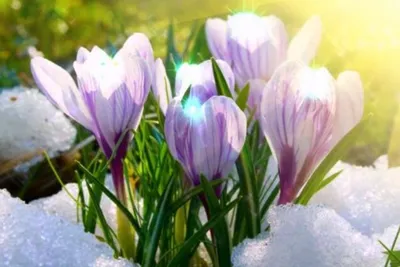 Банк Эсхата - Весна пришла! 1 марта – первый день весны, который люди  всегда с нетерпением ждут. Весной оживает природа, становится больше  солнечных дней, вокруг всё цветёт и благоухает. В этот день