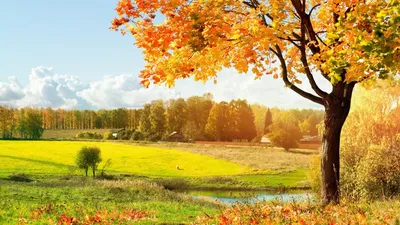 Обои дерево, природа, лист, осень, солнечный свет HD ready бесплатно,  заставка 1366x768 - скачать картинки и фото
