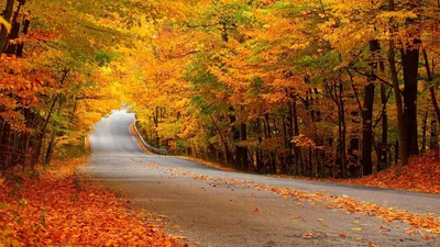 Скачать обои на рабочий стол бесплатно без регистрации в формате 1366x768.  Осенняя трасса. Природа, осень, дорога, трасса, деревья, листва, золотой.