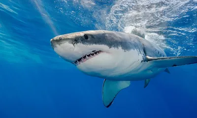 Вдоль восточного побережья США все чаще замечают акул: три из них сейчас  возле Нью-Йорка