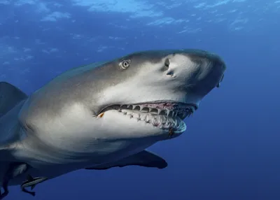 Стаю черноперых акул, выполняющих трюки, сняли на видео в США - РИА  Новости, 12.03.2021