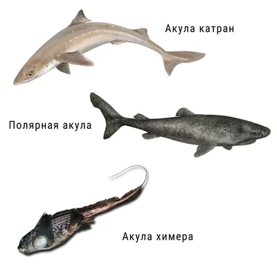 Охота на акул: как египтяне «мстят» за гибель россиянина, поможет ли это
