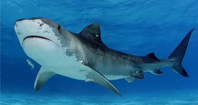 Почему акулы на самом деле очень умные - Афиша Daily