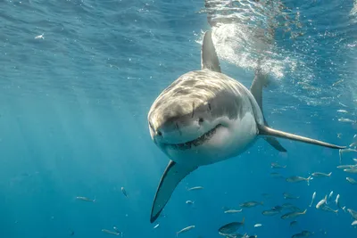 Самые невероятные фото акул