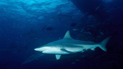 В Египте снимают защитные сетки от акул, опасно ли это — 28.06.2023 —  Статьи на РЕН ТВ
