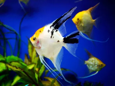 Какие виды аквариумных рыбок лучше заводить? Посмотреть виды аквариумных  рыбок с фото.