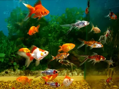 Самые неприхотливые аквариумные рыбки - garfield.by
