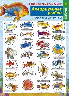 Купить рыбок в аквариум Моллинезия Черная, Аквариумные рыбки в Киеве,  Украина