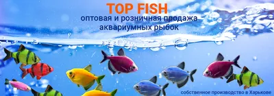 Узнать топ 10 аквариумных рыбок. Какие лучшие аквариумные рыбки для средних  аквариумов? | Екатеринбург