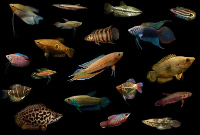 Выставка аквариумных рыбок в Бресте. Где находится и сколько стоит