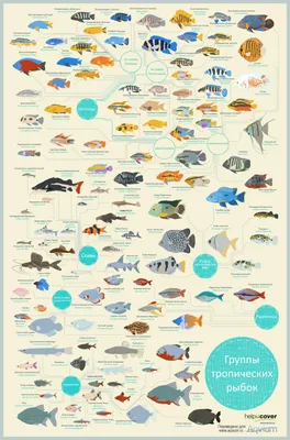 Аквариумистика: виды рыб