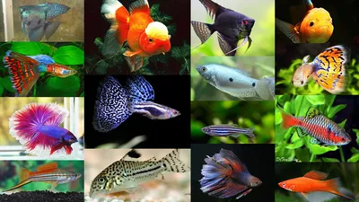 ТОП-10 самых популярных и неприхотливых аквариумных рыбок: их родина и  интересные факты - YouTube