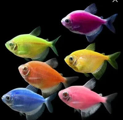 Фотосъемка для каталога - аквариумные рыбки | LINVOL