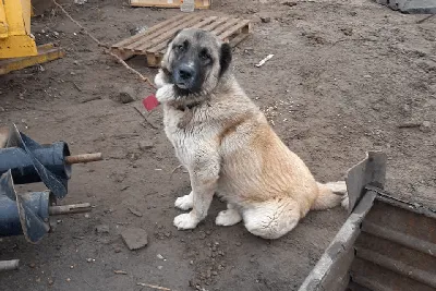 Нападение алабая на пенсионерку в Нур-Султане: собаку проверяют на  бешенство - 11.04.2021, Sputnik Казахстан